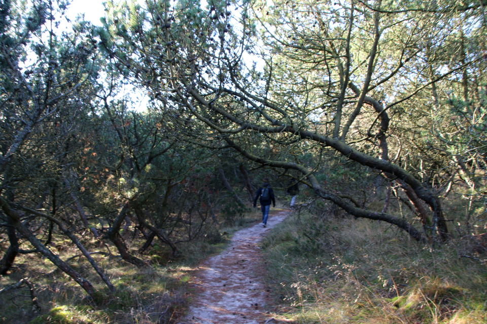 Сосны (Pinus). Плантация Киркебю, остров Рёмё, Дания. 19 нояб. 2022 