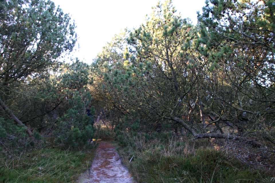 Сосна скрученная , Klitfyr / Pinus contorta). Сосны (Pinus). Плантация Киркебю, остров Рёмё, Дания. 19 нояб. 2022 