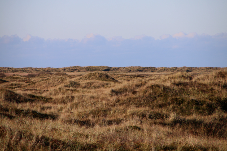 Песколюбка песчаная (дат. sand hjælme, лат. Ammophila arenaria). Песчаные дюны. Плантация Киркебю, остров Рёмё, Дания. 19 нояб. 2022 