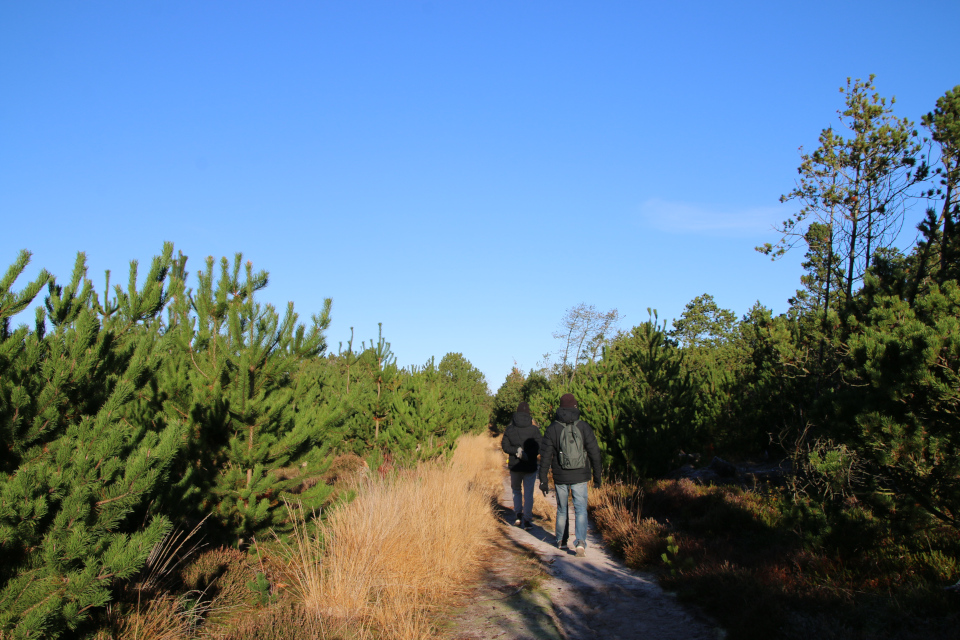 Сосна обыкновенная (дат. Skovfyr, лат. Pinus sylvestris). Плантация Киркебю, остров Рёмё, Дания. 19 нояб. 2022 