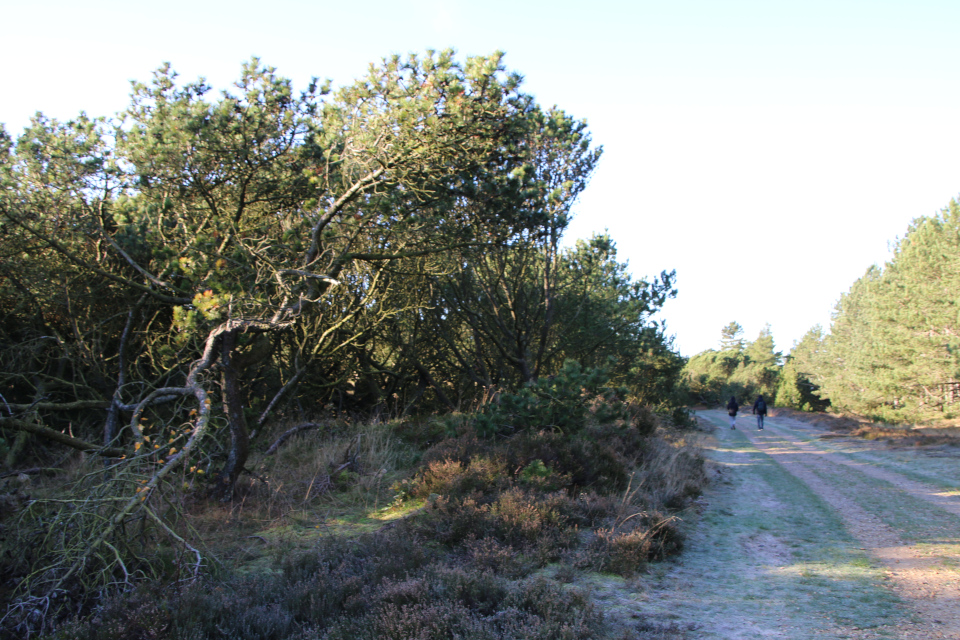 Сосны (Pinus). Плантация Киркебю, остров Рёмё, Дания. 19 нояб. 2022