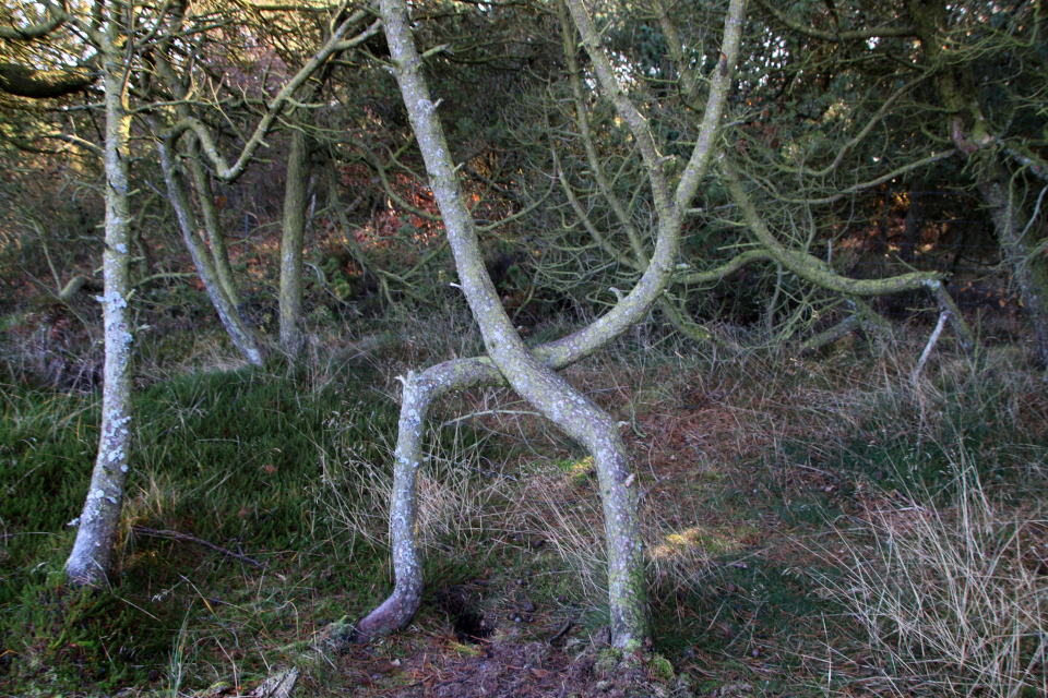 Сосна скрученная , Klitfyr / Pinus contorta). Сосны (Pinus). Плантация Киркебю, остров Рёмё, Дания. 19 нояб. 2022 