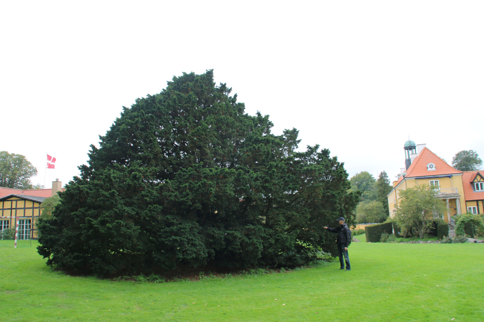 Тис ягодный (дат. Almindelig taks, лат. Taxus baccata). Поместье Мёллеруп (Møllerup Gods), г. Рёнде, Дания. 16 сент. 2018 