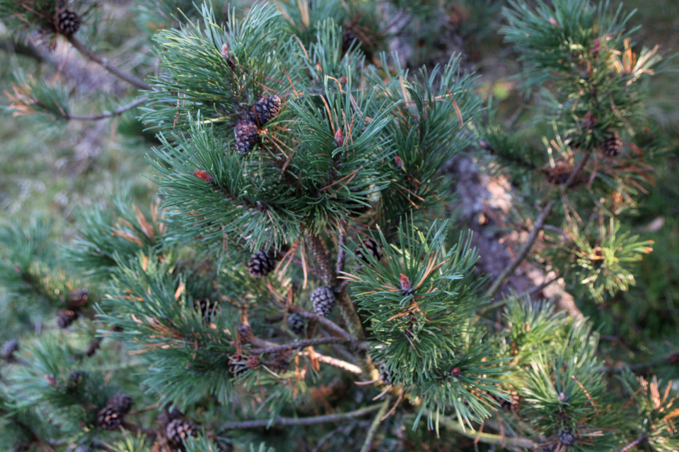 Сосны (Pinus). Плантация Киркебю, остров Рёмё, Дания. 19 нояб. 2022 