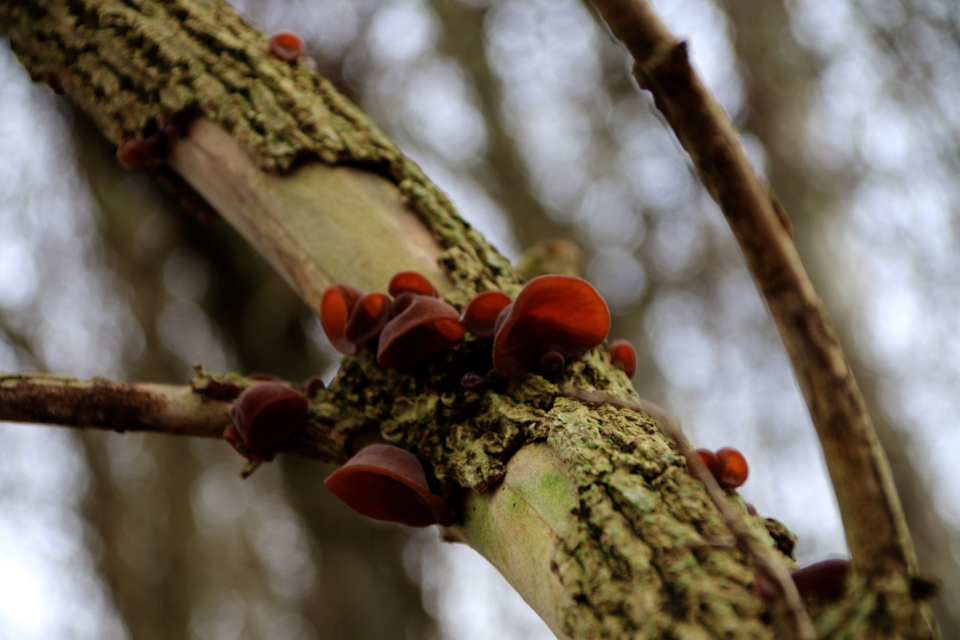 Дрожалка листоватая (дат. Brun Bævresvamp, лат. Tremella foliacea). Лес Хёррет 21 января 2023, Орхус, Дания 