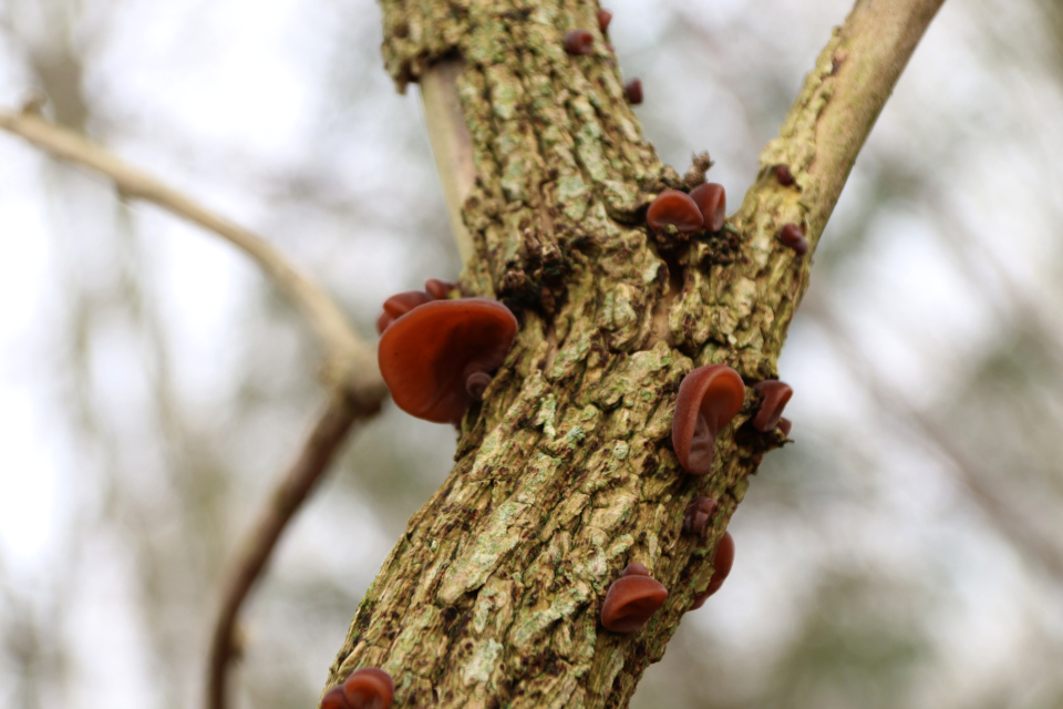 Дрожалка листоватая (дат. Brun Bævresvamp, лат. Tremella foliacea). Лес Хёррет 21 января 2023, Орхус, Дания 