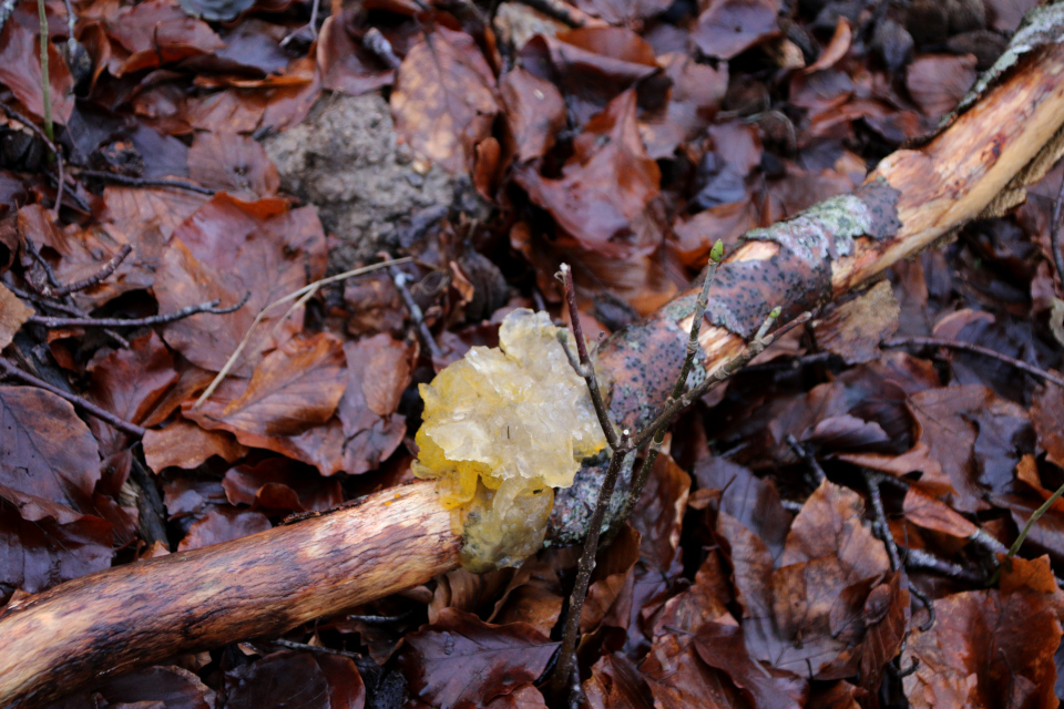 Дрожалка оранжевая (дат. Gul Bævresvamp, лат. Tremella mesenterica). Лес Хёррет 21 января 2023, Орхус, Дания 