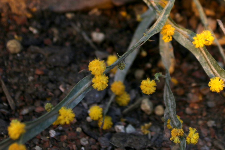 Филлодий. Акация аппланатная (Acacia applanata), ботанический сад Орхус, Дания. 8 янв. 2023 