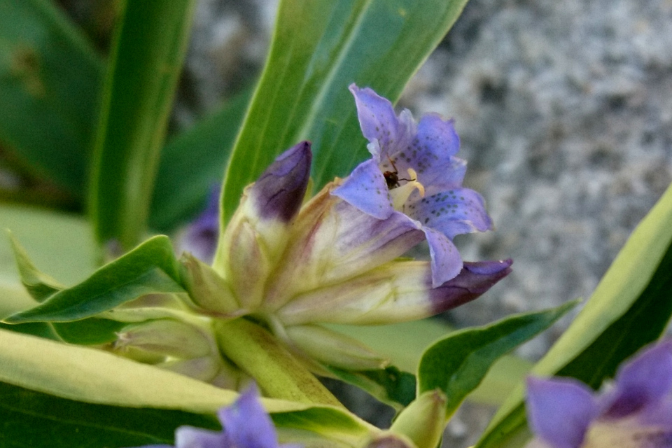 Горечавка Ольги (лат. Gentiana olgae) в ботаническом сад г. Орхус, Дания. Фото 10 июля 2018