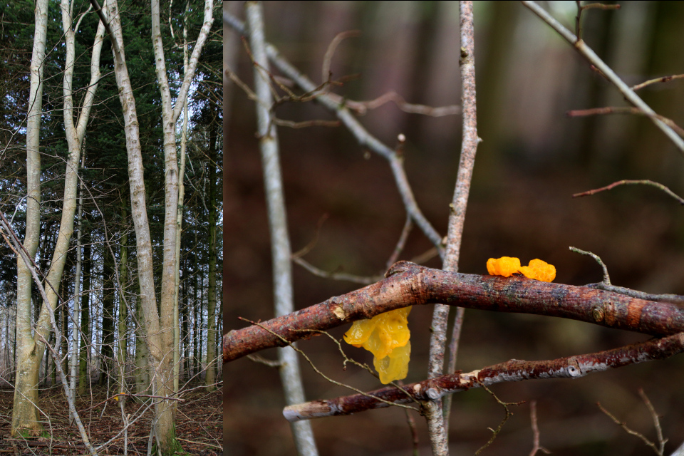 Дрожалка оранжевая (дат. Gul Bævresvamp, лат. Tremella mesenterica). Лес Хёррет 21 января 2023, Орхус, Дания 