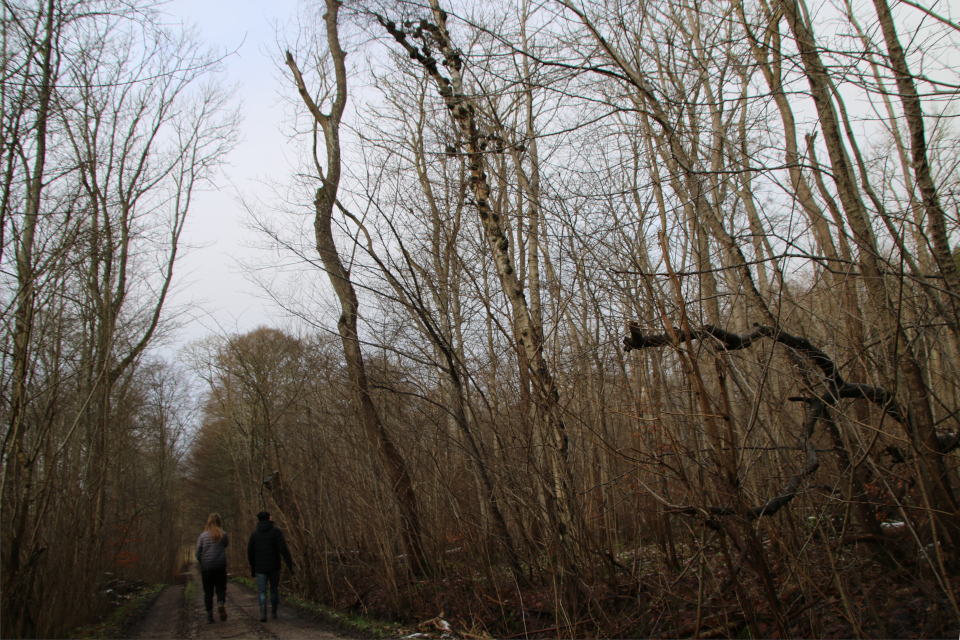 Берёза пушистая (дат. Dunbirk, лат. Betula pubescens). Лес Хёррет 21 января 2023, Орхус, Дания 