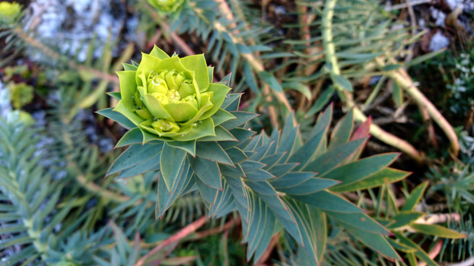 Молочай миртолистный (дат. Blågrøn vortemælk, лат. Euphorbia myrsinites). Ботанический сад г. Орхус, Дания. 20 янв. 2019