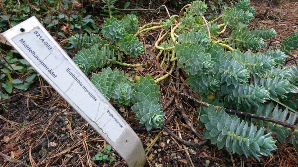 Молочай миртолистный (дат. Blågrøn vortemælk, лат. Euphorbia myrsinites). Ботанический сад г. Орхус, Дания. 21 дек. 2017