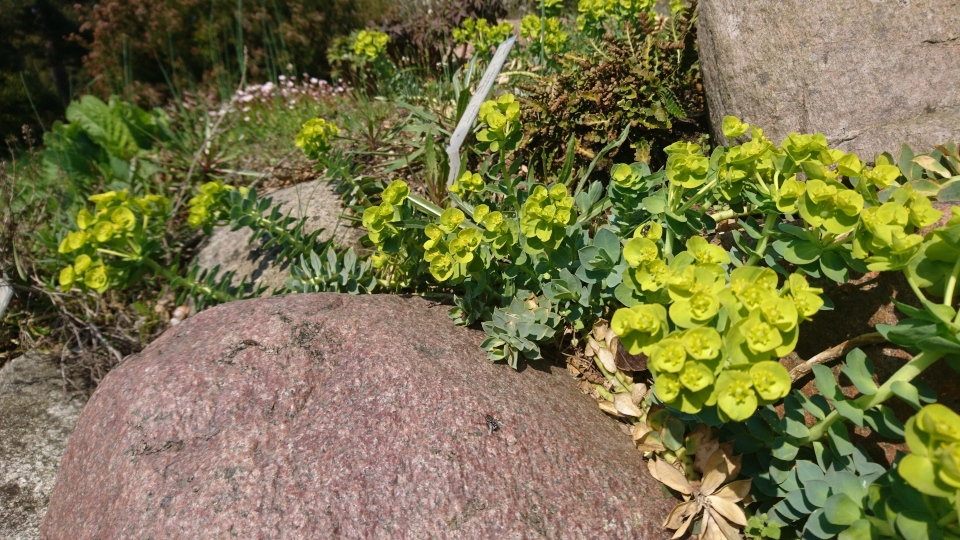 Молочай миртолистный (дат. Blågrøn vortemælk, лат. Euphorbia myrsinites). Ботанический сад г. Орхус, Дания. 2 мая 2019