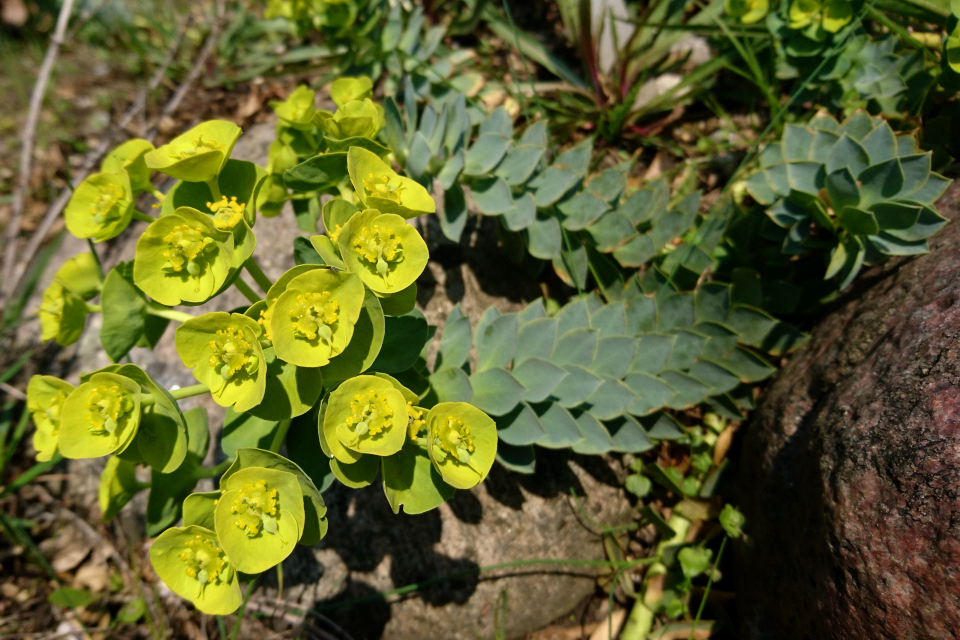 Молочай миртолистный (дат. Blågrøn vortemælk, лат. Euphorbia myrsinites). Ботанический сад г. Орхус, Дания. 2 мая 2019