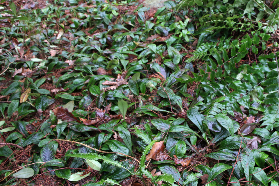 Селезёночник крупнолистный (лат. Chrysosplenium macrophyllum). Ботанический сад Орхус 8 января 2023, Дания 