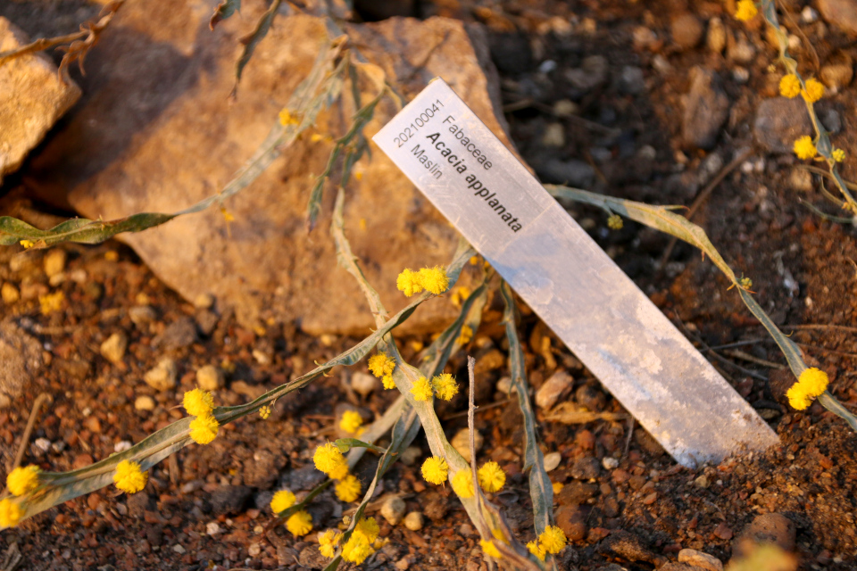 Филлодии Акация аппланатная (Acacia applanata), ботанический сад Орхус, Дания. 8 янв. 2023