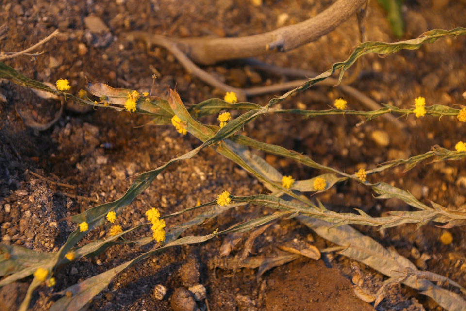 Филлодий. Акация аппланатная (Acacia applanata), ботанический сад Орхус, Дания. 8 янв. 2023 