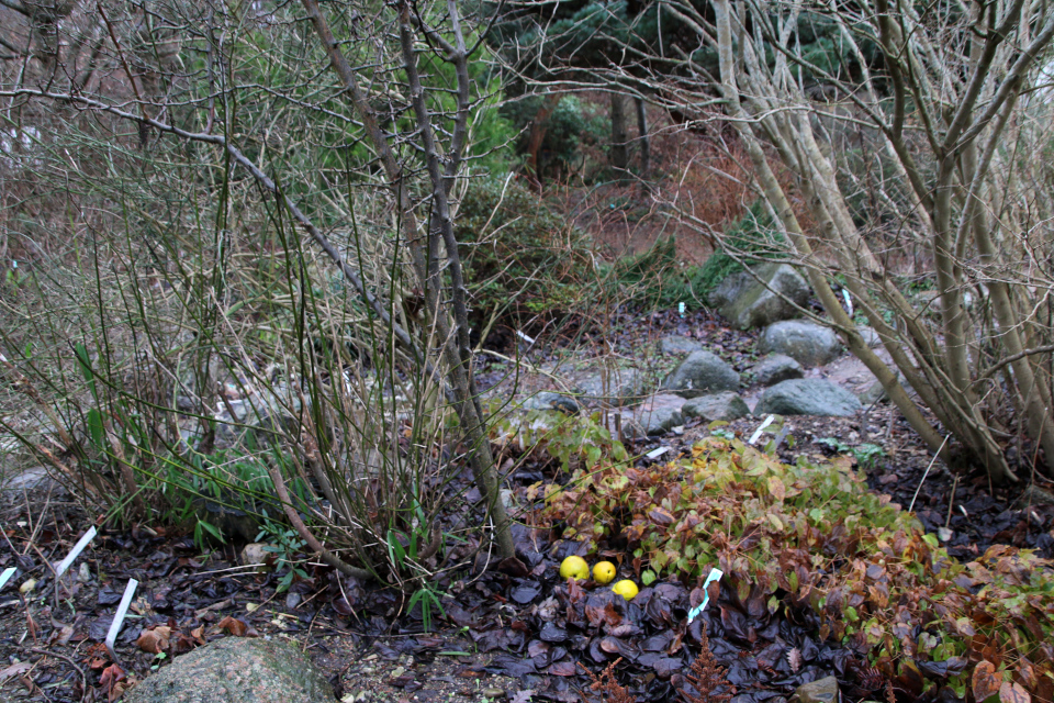 Горянка красная (дат. Rød bispehue, лат. Epimedium rubrum). Хеномелес катаянский / айва катаянская (дат. Ananaskvæde Buskkvæde, лат. Chaenomeles cathayensis). Ботанический сад Орхус 8 января 2023, Дания 