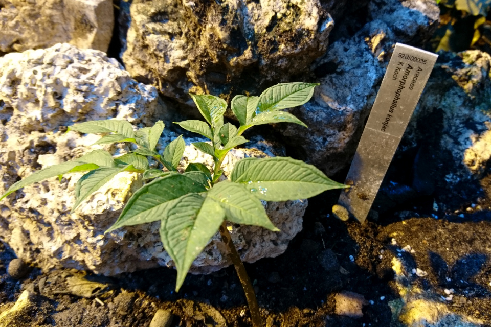 Аморфофаллус коньяк (дат. Leopardstilk, лат. Amorphophallus konjac), ботанический сад г. Орхус, Дания. 3 фев. 2023