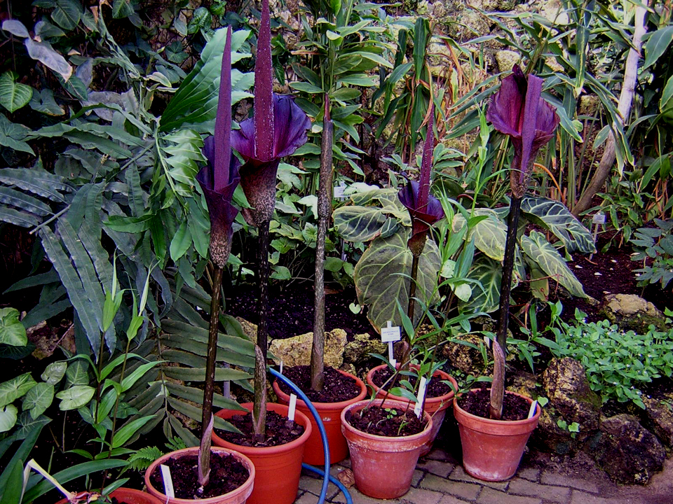 Аморфофаллус коньяк (дат. Leopardstilk, лат. Amorphophallus konjac), ботанический сад г. Орхус, Дания. 20 мар 2005