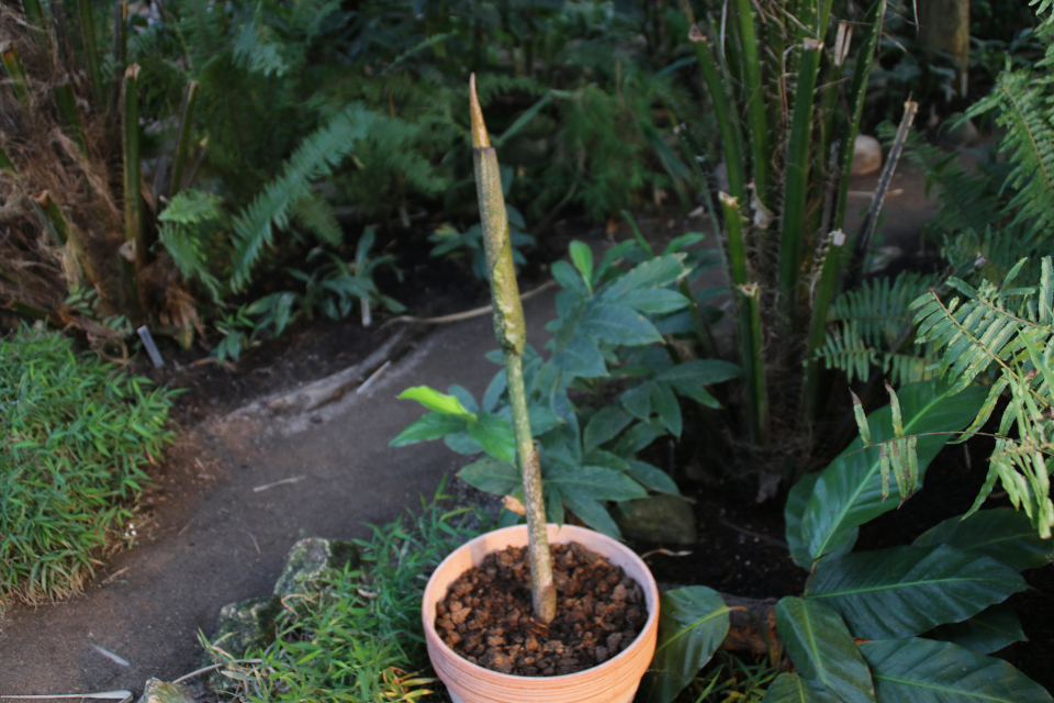 Аморфофаллус коньяк (дат. Leopardstilk, лат. Amorphophallus konjac), ботанический сад г. Орхус, Дания. 8 мар. 2019