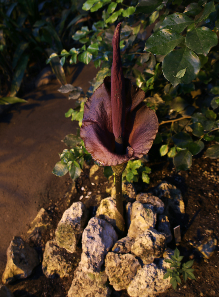 Аморфофаллус коньяк (дат. Leopardstilk, лат. Amorphophallus konjac), ботанический сад г. Орхус, Дания. 3 фев. 2023