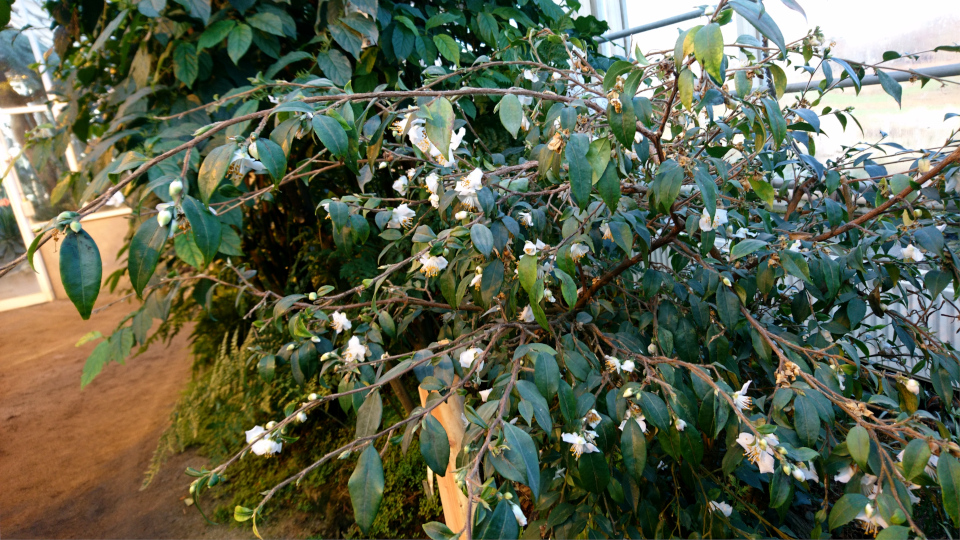 Камелия братская (лат. Camellia fraterna), ботанический сад г. Орхус, Дания. 20 янв. 2019