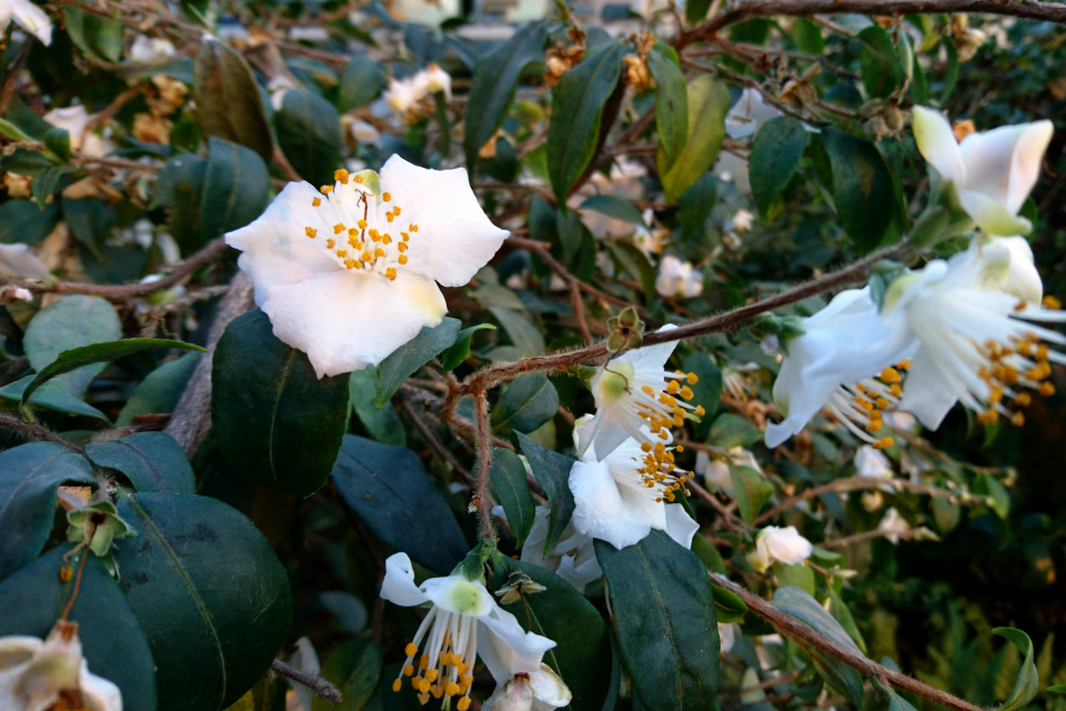 Камелия братская (лат. Camellia fraterna), ботанический сад г. Орхус, Дания. 20 янв. 2019