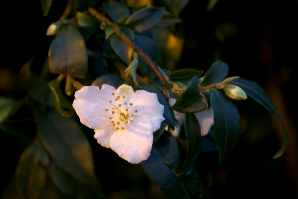 Камелия братская (лат. Camellia fraterna), ботанический сад г. Орхус, Дания. 3 фев. 2023