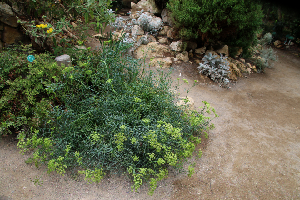 Критмум морской (дат. Strandfennikel, лат. Crithmum maritimum), ботанический сад г. Орхус, Дания. 27 июн. 2022