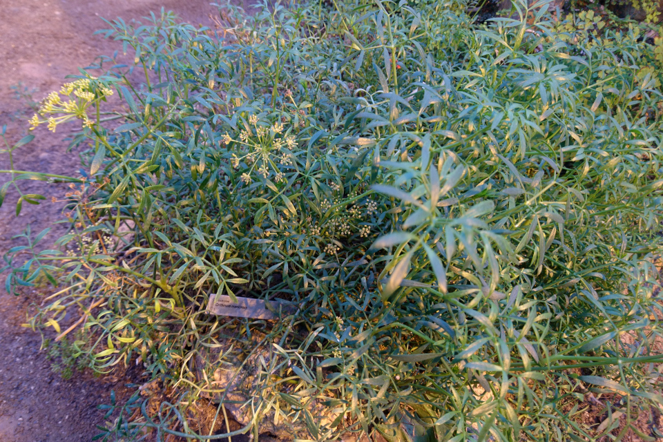 Критмум морской (дат. Strandfennikel, лат. Crithmum maritimum), ботанический сад г. Орхус, Дания. 3 фев. 2023