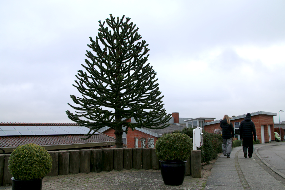 Араукария чилийская (дат. Abetræ, лат. Araucaria araucana). Сольбьерг 26 декабря 2022, Дания 