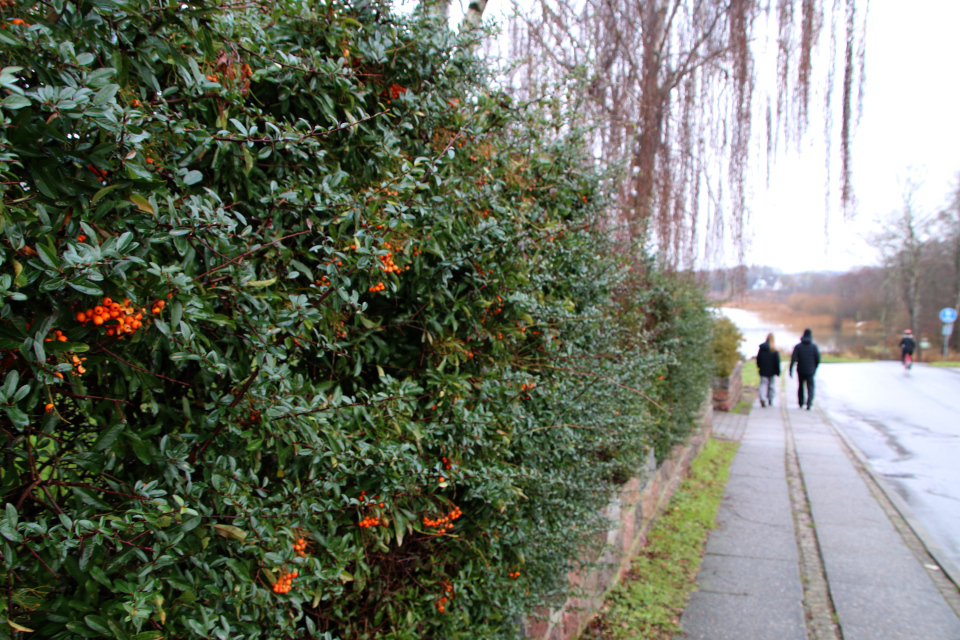 Пираканта ярко-красная (дат. Almindelig ildtorn, лат. Pyracantha coccinea). Сольбьерг 26 декабря 2022, Дания 