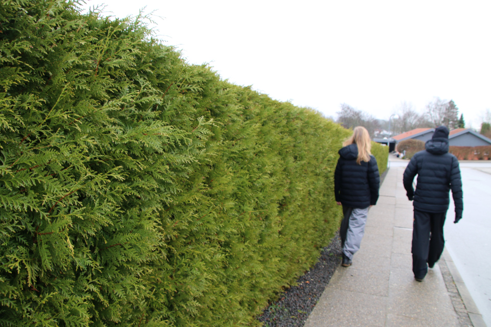 Живая изгородь Туя западная (дат. Almindelig thuja, лат. Thuja occidentalis). Сольбьерг 26 декабря 2022, Дания 