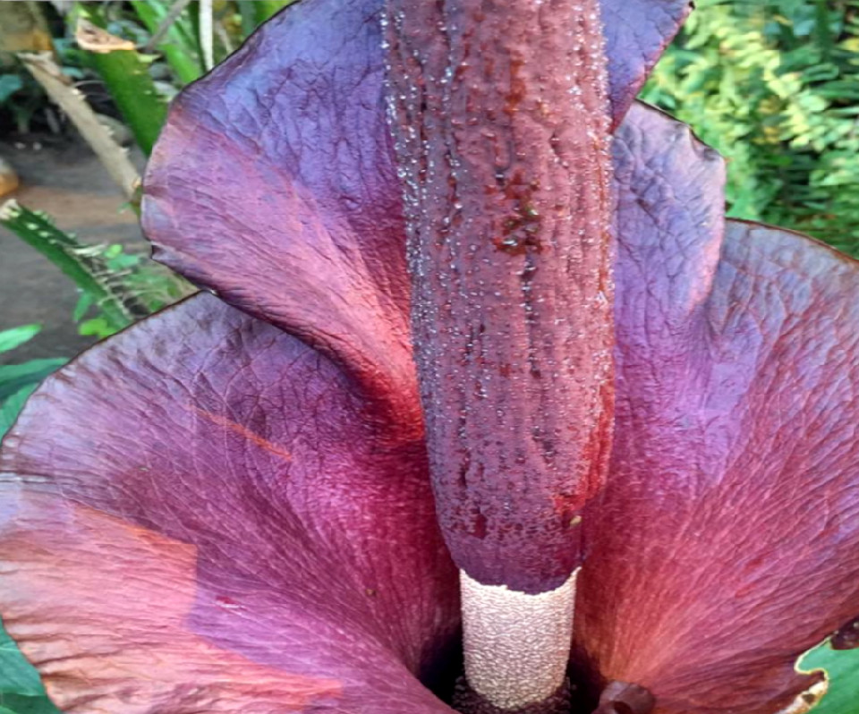 Аморфофаллус коньяк (дат. Leopardstilk, лат. Amorphophallus konjac), ботанический сад г. Орхус, Дания. 16 мар. 2019