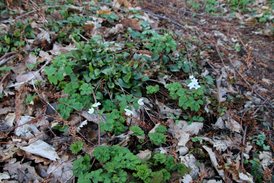 Василистник анемоновидный (дат. Rudeanemone, лат. Anemonella thalictroides). Ботанический сад Орхус, Дания. 25 марта 2023 