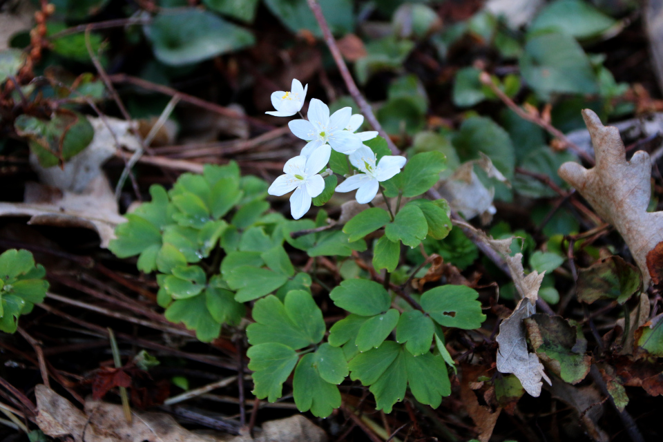 Василистник анемоновидный (дат. Rudeanemone, лат. Anemonella thalictroides). Ботанический сад Орхус, Дания. 25 марта 2023 