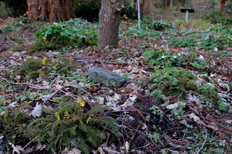 Хохлатка рассеченнолистная (дат. Bregnebladet lærkespore, лат. Corydalis cheilanthifolia)