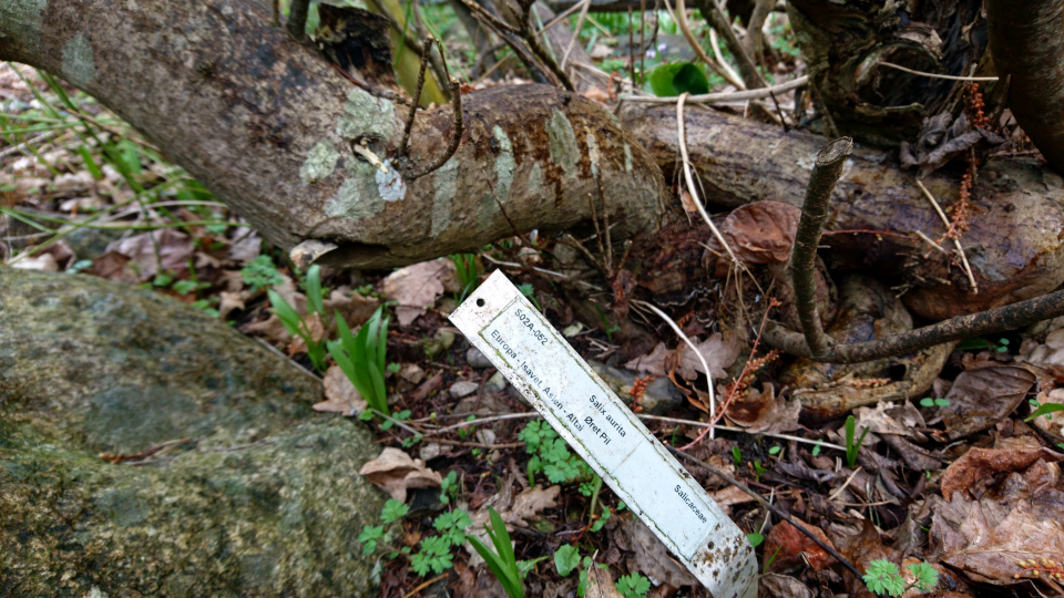 Ива ушастая (дат. Øret pil, лат. Salix aurita). Ботанический сад Орхус 25 марта 2023, Дания