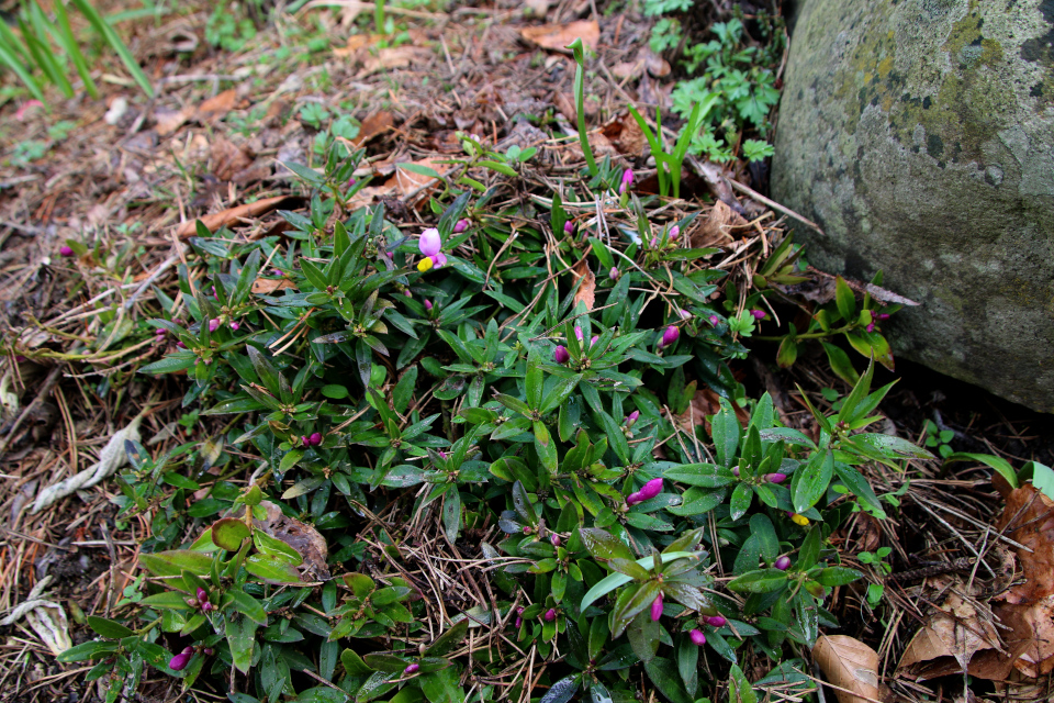 Истод самшитовидный (дат. Buksbommælkeurt, лат. Polygala chamaebuxus). Ботанический сад Орхус, Дания. 25 марта 2023 