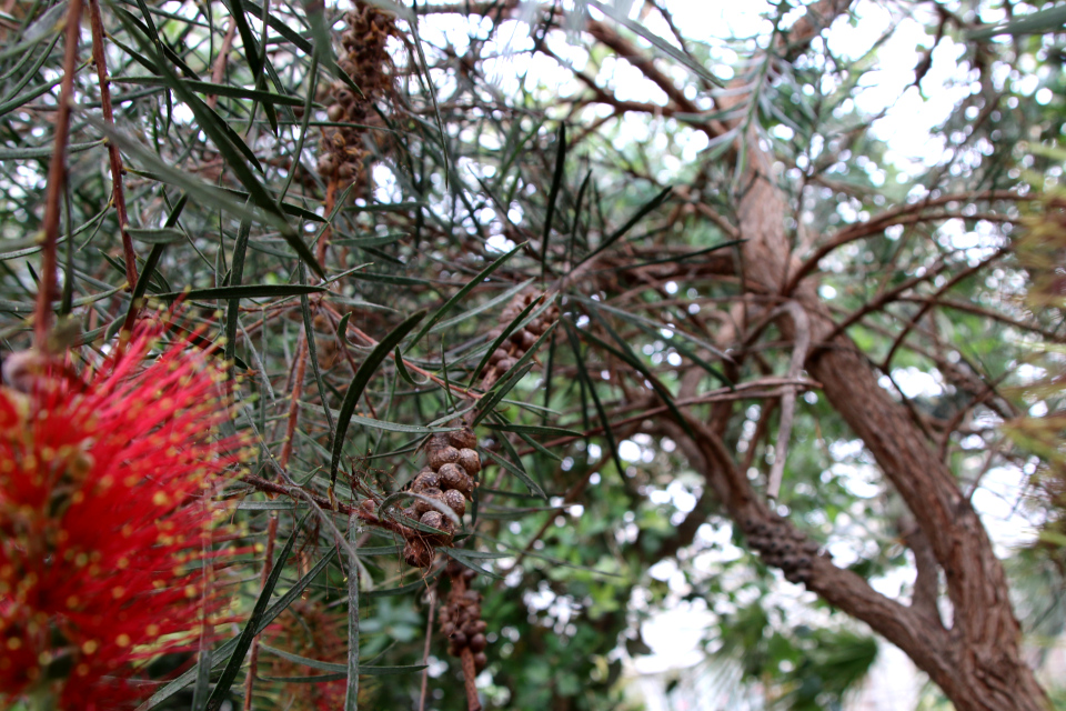 Каллистемон линейный (дат. Smalbladet flaskerenser, лат. Callistemon linearis / Melaleuca linearis). 10 марта 2023, ботанический сад Орхус, Дания