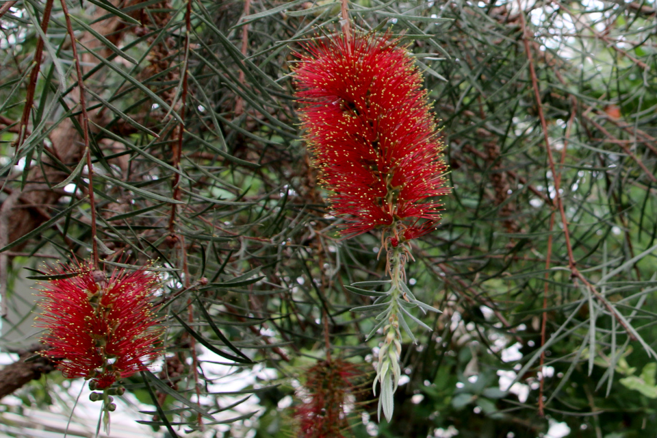 Каллистемон линейный (дат. Smalbladet flaskerenser, лат. Callistemon linearis / Melaleuca linearis). 10 марта 2023, ботанический сад Орхус, Дания