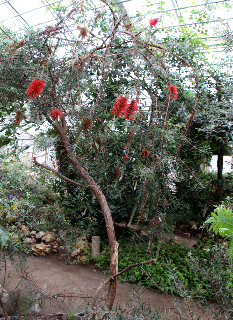 Каллистемон линейный (дат. Smalbladet flaskerenser, лат. Callistemon linearis / Melaleuca linearis). 10 марта 2023, ботанический сад Орхус, Дания