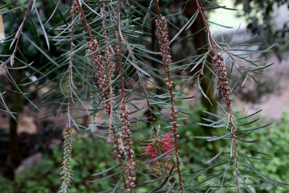 Каллистемон линейный (дат. Smalbladet flaskerenser, лат. Callistemon linearis / Melaleuca linearis). 10 марта 2023, ботанический сад Орхус, Дания