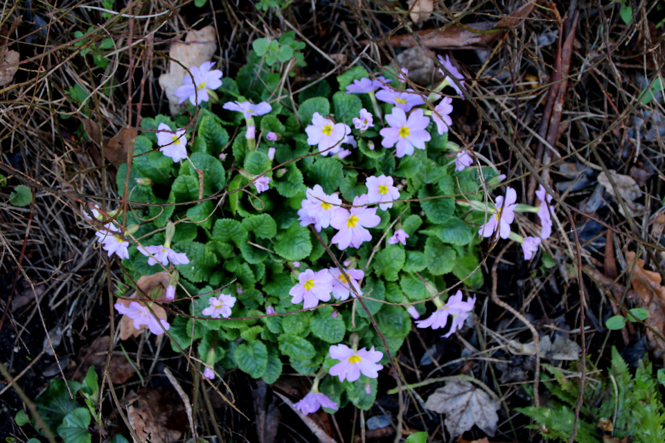 Первоцвет обыкновенный или примула (дат. Storblomstret kodriver, лат. Primula vulgaris). Ботанический сад Орхус 25 марта 2023, Дания 