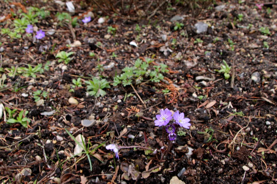 Печёночница (дат. Blå Anemone, лат. Hepatica) , ботанический сад Орхус, Дания. 31. марта 2023