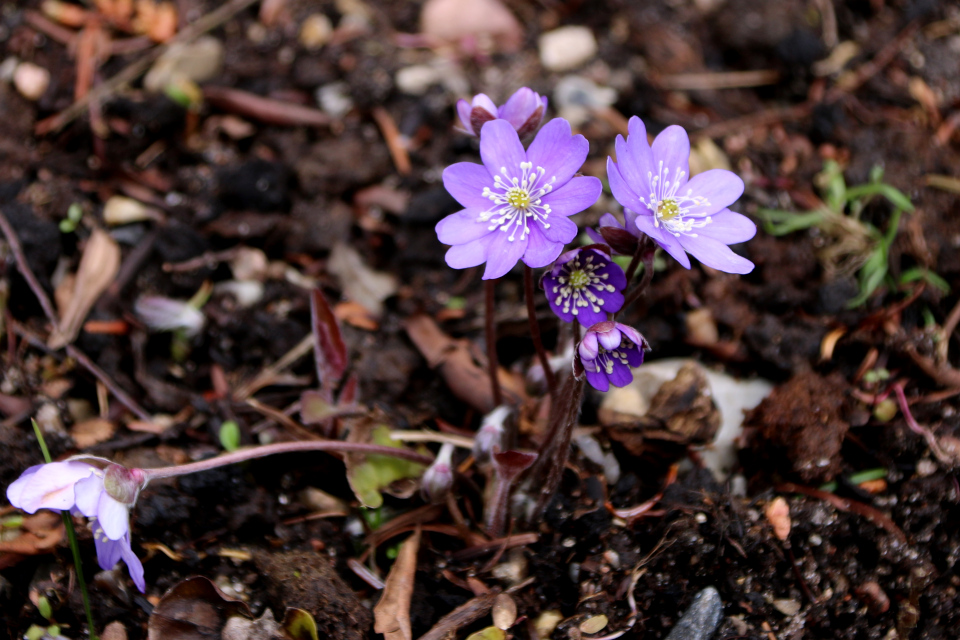 Печёночница (дат. Blå Anemone, лат. Hepatica) , ботанический сад Орхус, Дания. 31. марта 2023