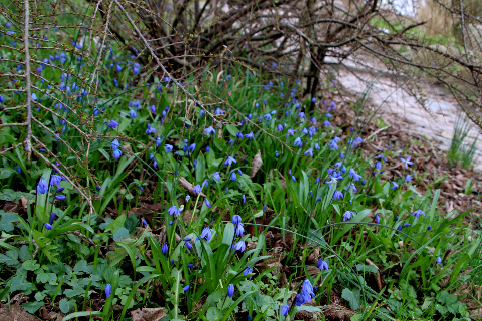 Пролеска сибирская (дат. Russisk skilla, лат. Scilla siberica). Ботанический сад Орхус 31 марта 2023 