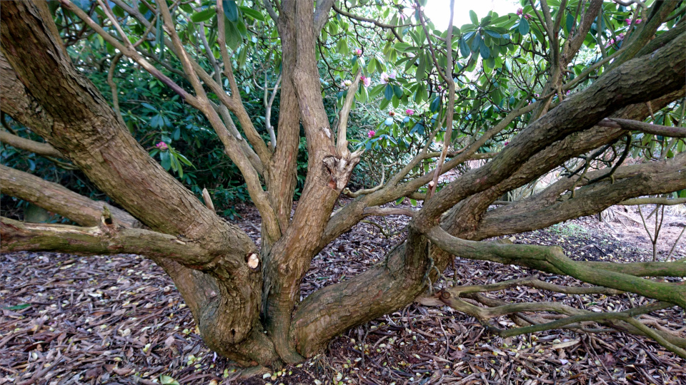 Рододендрон сычуаньский (лат. Rhododendron sutchuenense). Ботанический сад Орхус, Дания. 25 марта 2023 